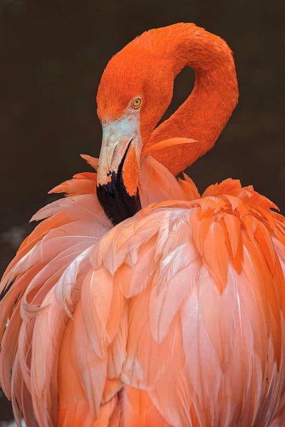 Jones, Adam 아티스트의 American flamingo preening feathers작품입니다.